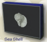 Sea Shell Solid Note Box